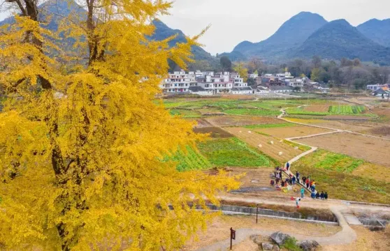 西江千年銀杏村