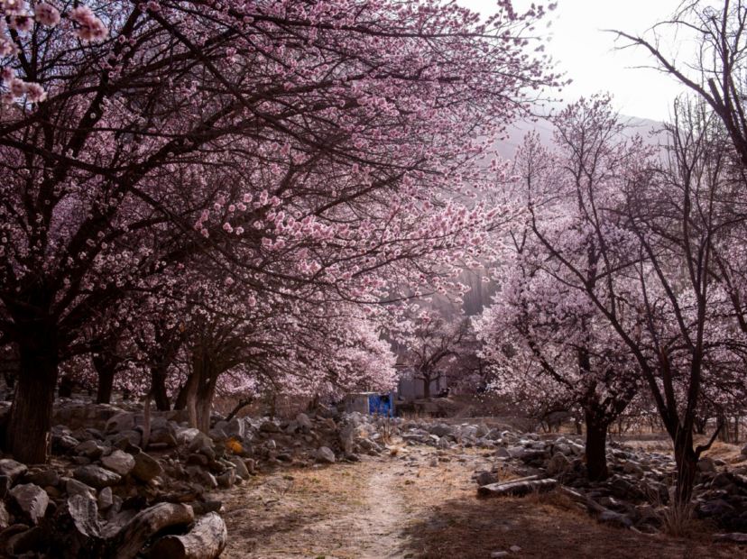 庫科西魯鄉杏花