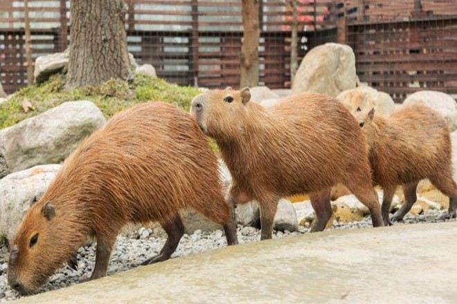 蘭陽動植物王國