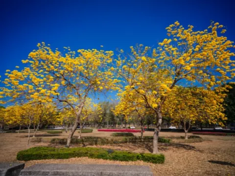 衛武營都會公園賞黃花風鈴木