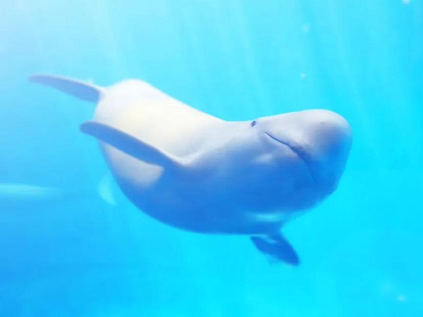 鳥羽水族館