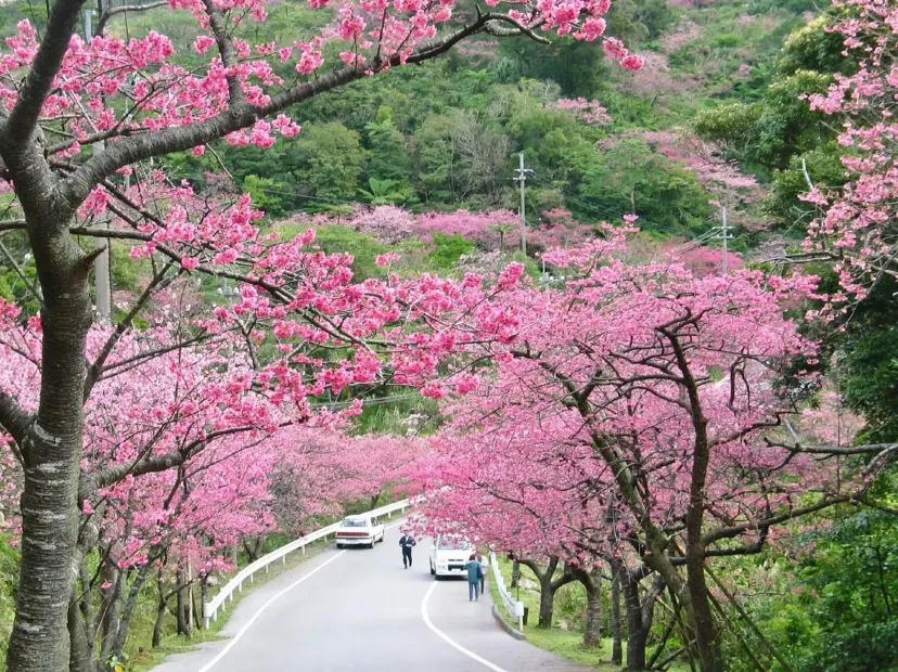 八重岳櫻之森公園