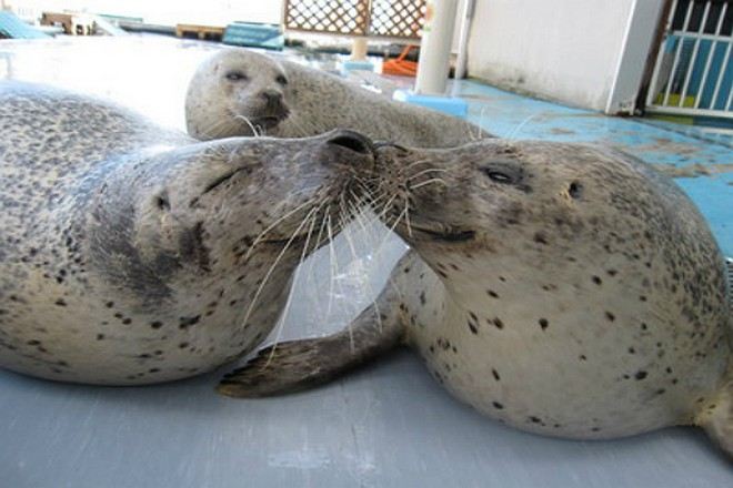 胡麻斑點海豹館