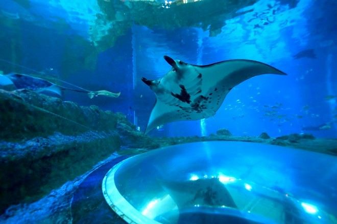 新加坡海洋生態館