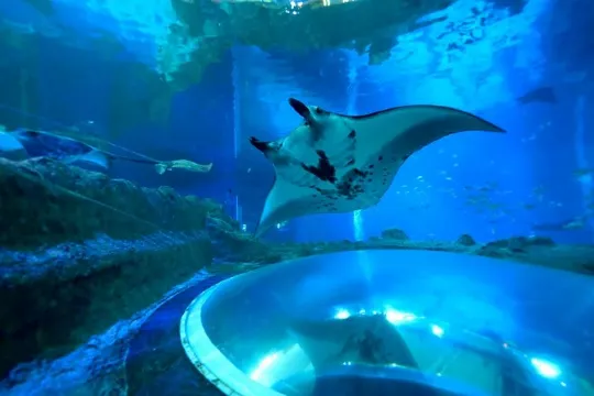 新加坡海洋生態館
