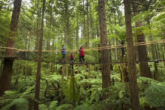 紅木樹林空中健步行