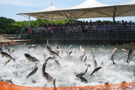 千島湖巨網捕魚