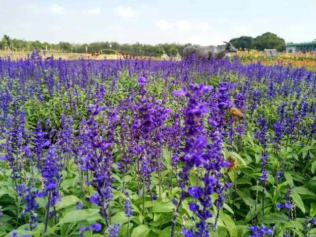 偉豐農場花卉世界