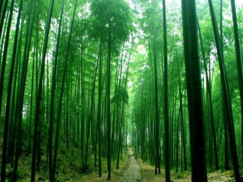 赤水竹海國家森林公園