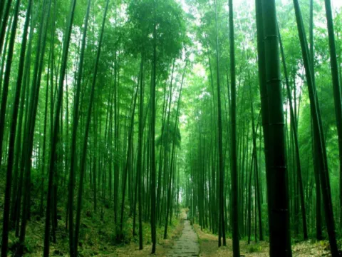 赤水竹海國家森林公園