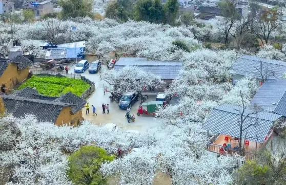 千亩梨花谷~水浪花谷