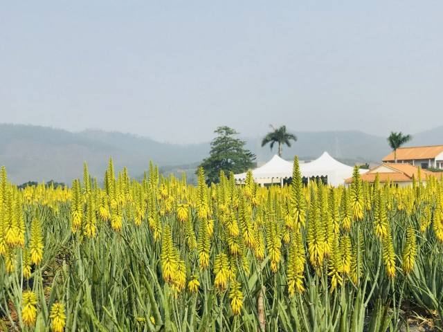 美國村風情蘆薈莊園