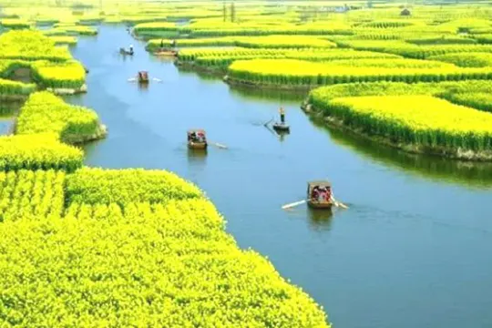 興化千垛油菜花