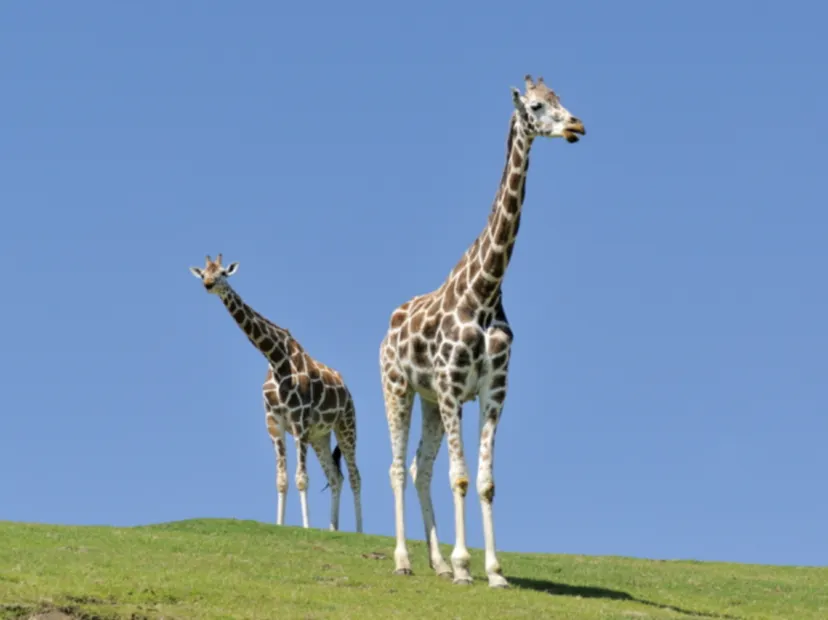 九州自然動物公園非洲Safari