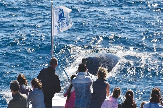 海豚島天閣露馬度假村 觀鯨