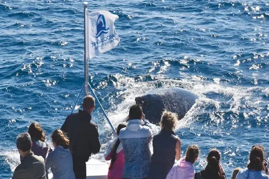 海豚島天閣露馬度假村 觀鯨 