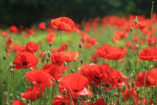 仁川大公園 賞楊貴妃