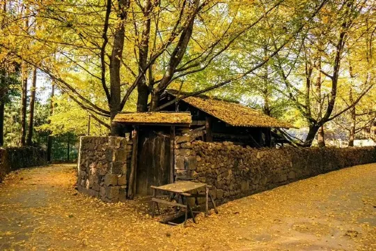 騰沖固東銀杏村 