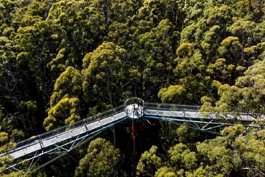 巨人谷樹頂步行道