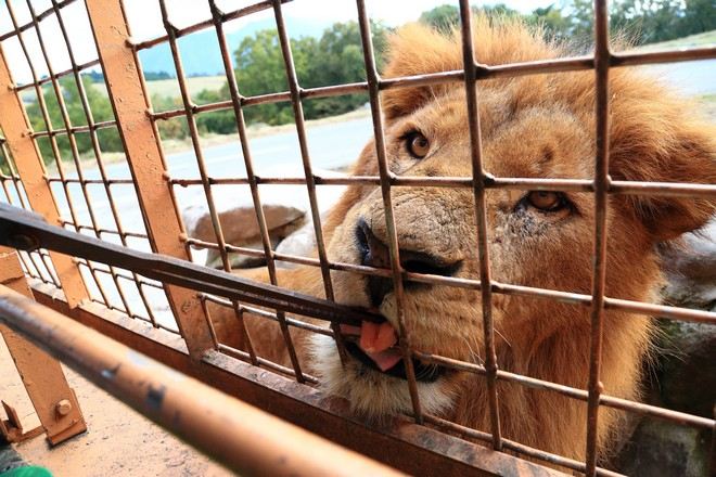 九州自然動物公園