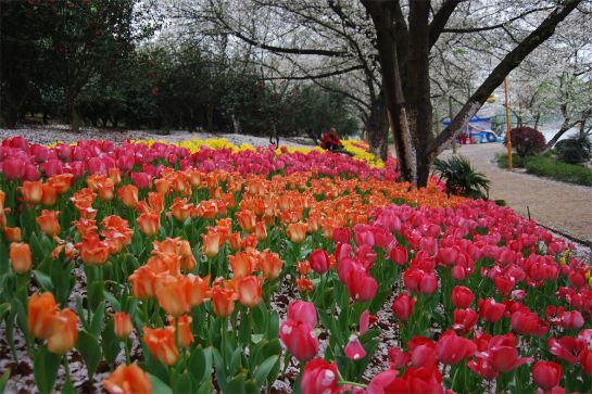 湖南省森林植物園 - 賞鬱金香