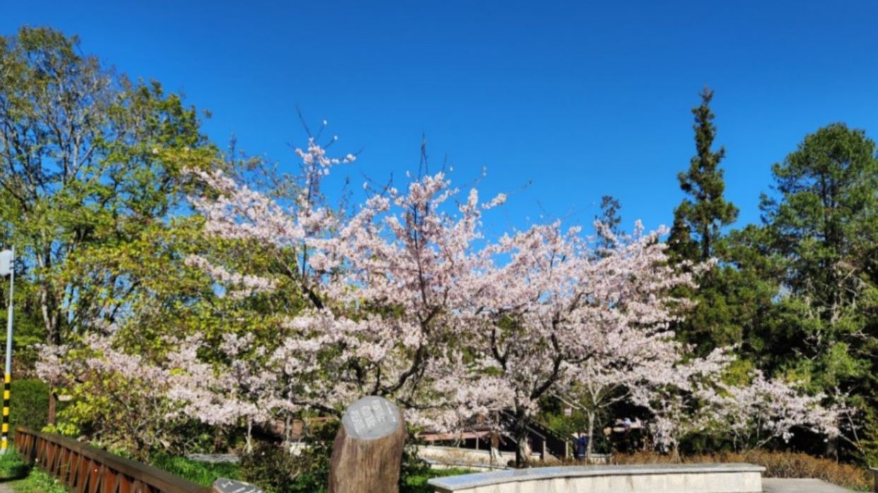 季節限定沼平公園賞櫻花