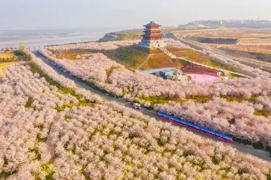 古柏渡豐樂櫻花園