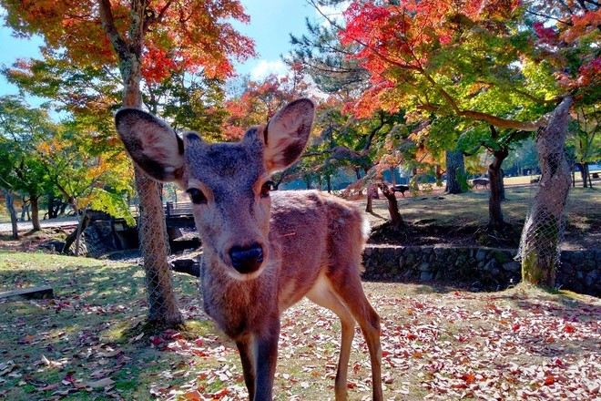 神鹿公園