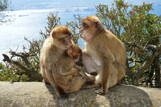 直布羅陀_一睹獨一無二的無尾猴