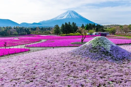 本栖湖富士芝櫻