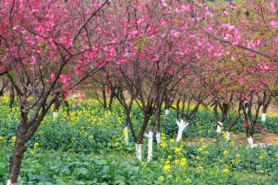 天適櫻花悠樂園