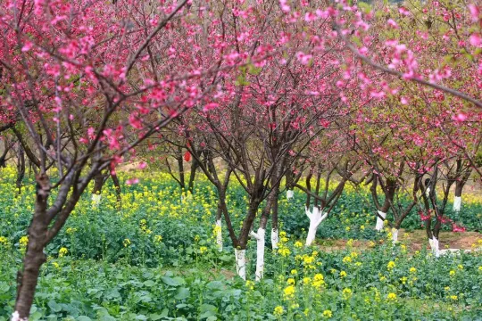 天適櫻花悠樂園