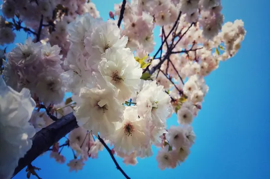 河口景區~賞桃花