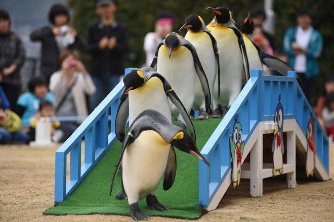 長崎企鵝水族館