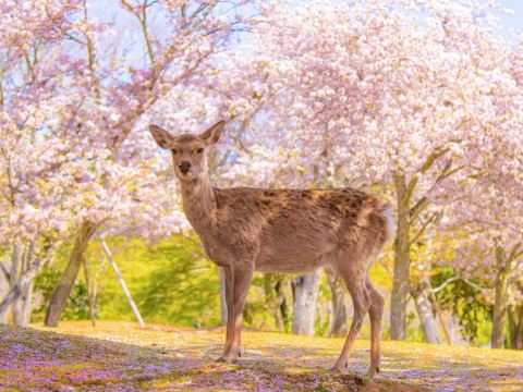 神鹿公園