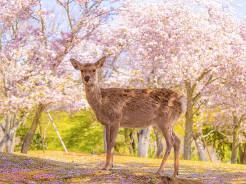 神鹿公園