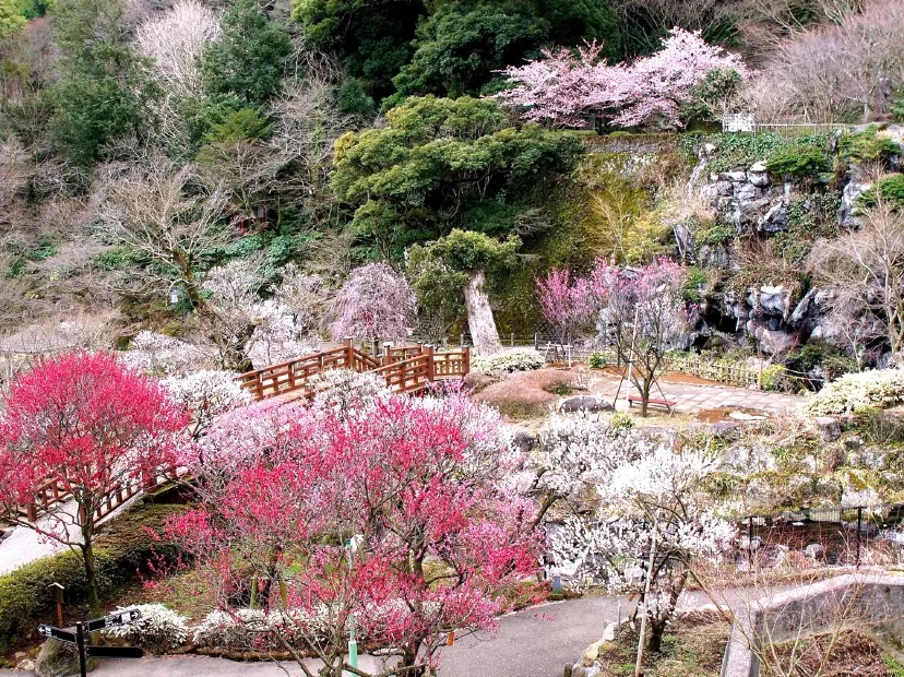 熱海梅園