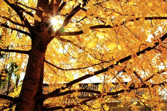 騰沖固東銀杏村 