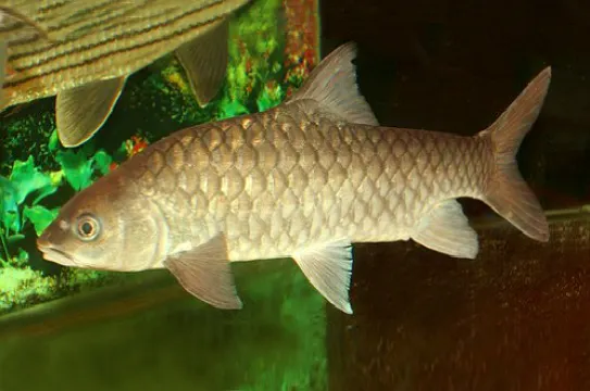 馬來西亞魚皇「忘不了」