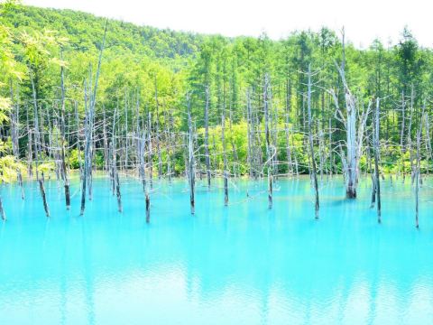 美瑛の青池