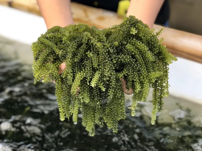 海葡萄工場