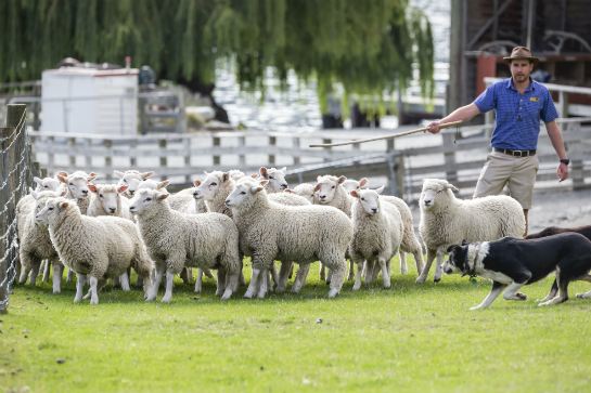 瓦爾特峰高原牧場 (2)