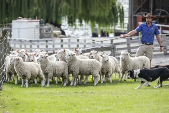 瓦爾特峰高原牧場 (2)
