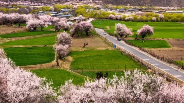 林芝桃花