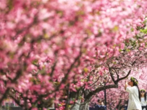 莫愁湖賞海棠花