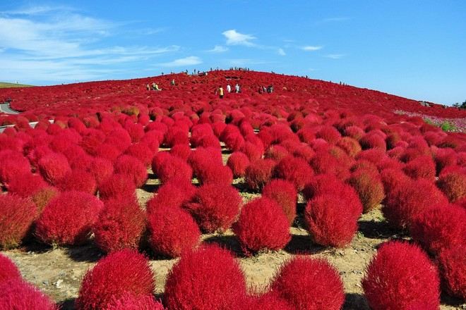 日立海濱公園 掃帚草