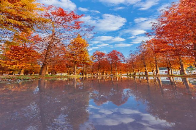 泰安落羽松秘境