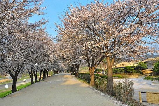 安東河回村賞櫻花