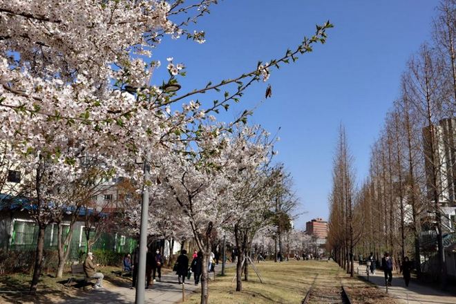 京義線林蔭道公園