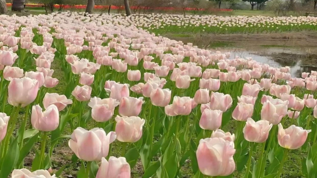 3月15日-5月10日出發團隊遊覽蕪湖六郎濕地花海